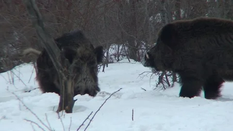 Wild boar snow 06 Stock Footage 162607015