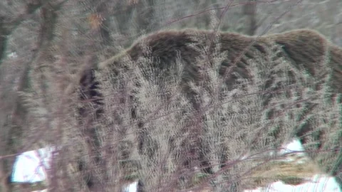 Wild boar snow  07 Stock Footage 162608027
