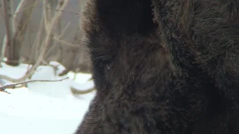 Wild boar snow  08 Stock Footage 162608301
