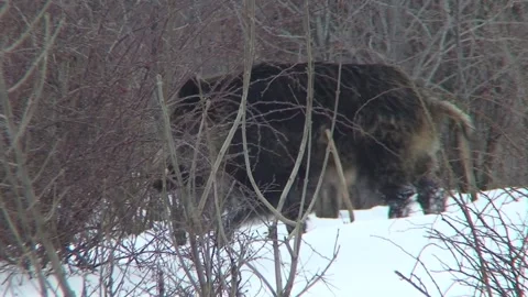 Wild boar snow Stock Footage 162606918