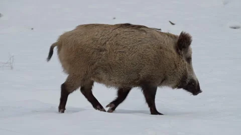 Wild boar in the snow. Stock Footage 262042887