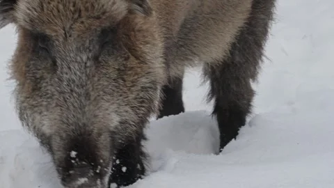 Wild boar in the snow. Stock Footage 262042903