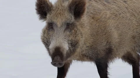 Wild boar in the snow. Stock Footage 262043085