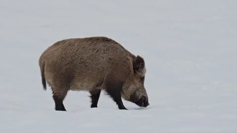 Wild boar in the snow. Stock Footage 262043166