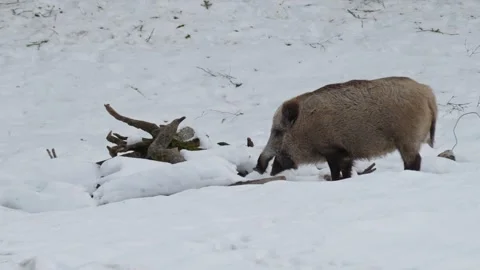 Wild boar in the snow. Stock Footage 262043909