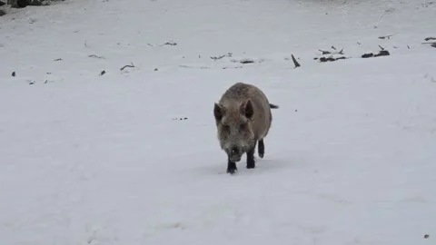 Wild boar in the snow. Stock Footage 262043910
