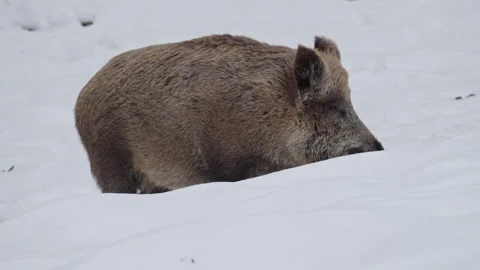Wild boar in the snow. Stock Footage 262043911