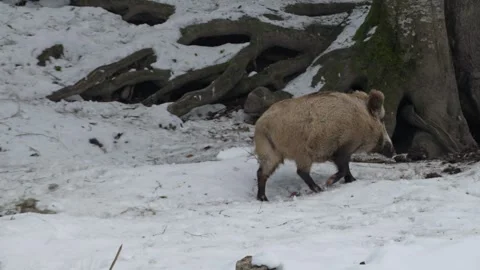 Wild boar in the snow. Stock Footage 262044107