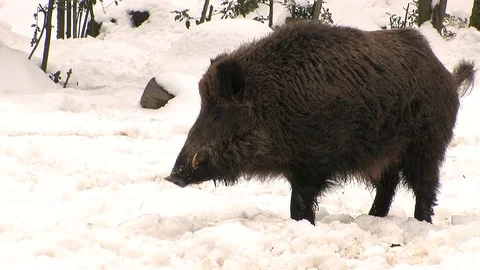 Wild boar in snow marking and passing water Stock Footage 81361903
