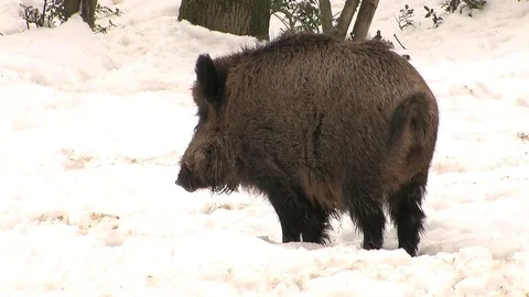 Wild boar in snow marking and passing water Stock Footage 81361916