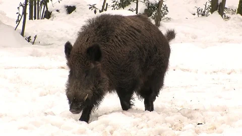 Wild boar in snow passing closely Stock Footage 81361860