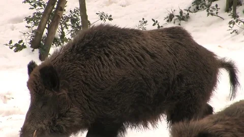 Wild boar in snow passing closely Stock Footage 81361871