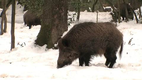 Wild boar in snow watching Stock Footage 81361861