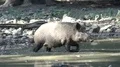 Wild boar sow digging and take muddy bath in dirty water puddle sunny day 4k or 4k+ Resolution