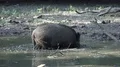 Wild boar sow digging and take muddy bath in dirty water puddle sunny day 4k or 4k+ Resolution