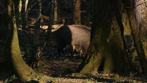 Wild boar sow with piglets in forest Stock Footage 321883322
