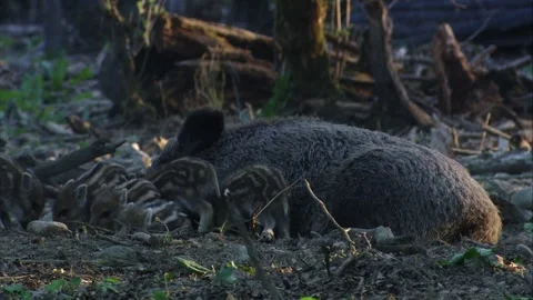 Wild boar sow with piglets in forest Stock Footage 321883522