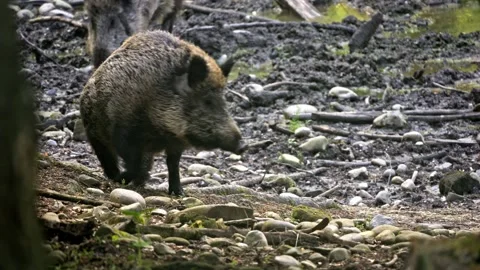 Wild Boar Sow Rooting in Mud – 4K Close-Up Stock-Footage 320170556
