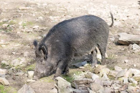 Wild boar in spring Stock-Fotos