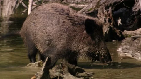 Wild boar standing and foraging in  shallow water Stock Footage 321883316
