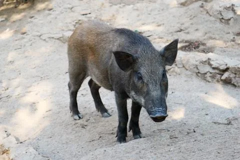 A Wild Boar Standing on the Ground Stock Photos