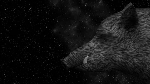 Wild boar on a starry sky background animation Stock Footage 99253885