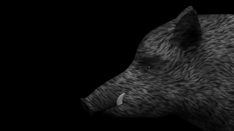 Wild boar on a starry sky background animation Stock Footage 99260203