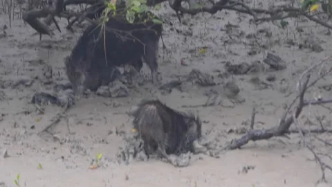 Wild Boar in Sundarbans Stock Footage 153200778