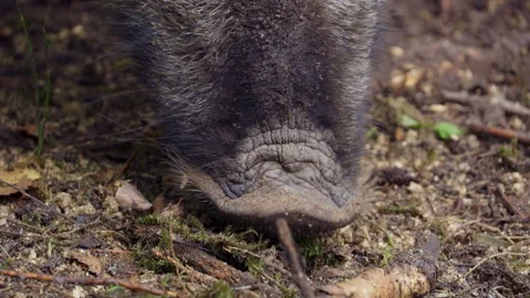 Wild boar. Super close-up of the Boar's nose. The pig snorts the soil. Video stock 218202512