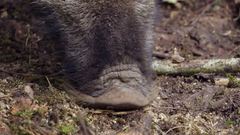 Wild boar. Super close-up of the Boar's nose. The pig snorts the soil. Video stock 219340632