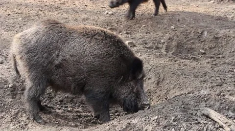 Wild boar ( Sus scrofa ) 2 Stock Footage 47460149