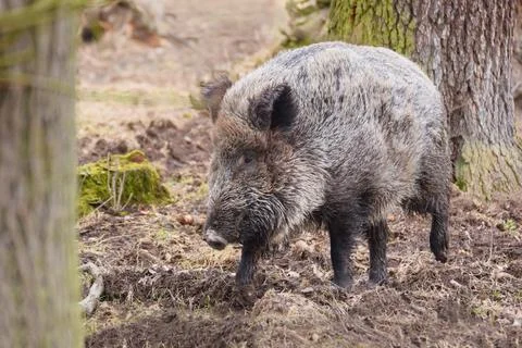 The wild boar (Sus scrofa), also known as the wild swine, Eurasian wild pig,  Stock Photos