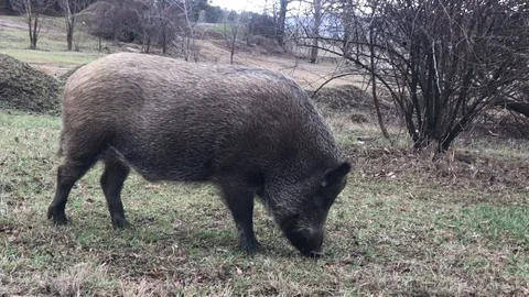 A wild boar (Sus scrofa) attacks the photographer Stock-Footage 122951715