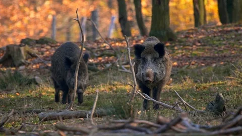 Wild boar (Sus scrofa) big males 動画素材 101724453