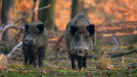 Wild boar (Sus scrofa) big males Vidéo 101724708
