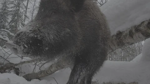 Wild boar (sus scrofa) .Bottom view. Video stock 104784044