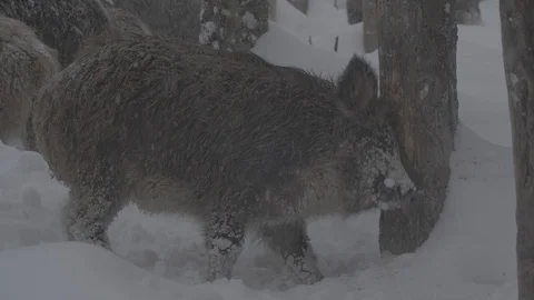 Wild boar (Sus scrofa) cleans wool about wood in winter forest 스톡 동영상 103435901