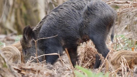 Wild boar Sus scrofa close up of sow and piglets foraging in woodland Stock Footage 108078361