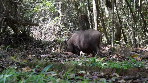 Wild boar Sus scrofa dig forest bed to find food Stock Footage 90113007