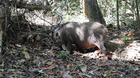 Wild boar Sus scrofa dig forest bed to find food Stock Footage 90113515
