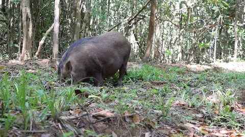 Wild boar Sus scrofa dig forest bed to find food Stock Footage 90132834