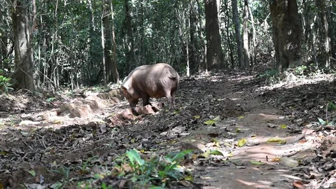 Wild boar Sus scrofa dig forest bed to find food Stock Footage 90133601