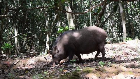 Wild boar Sus scrofa dig forest bed to find food Stock Footage 90134393