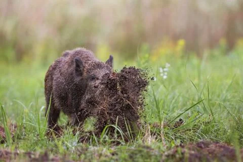 Wild boar, sus scrofa, digging on a meadow throwing mud around with its nose. Stock Photos