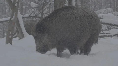 Wild boar (sus scrofa) digs snow. Stock Footage 104393869