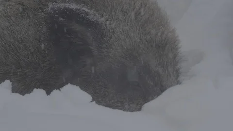 Wild boar (sus scrofa) digs snow . Stock Footage 104400515