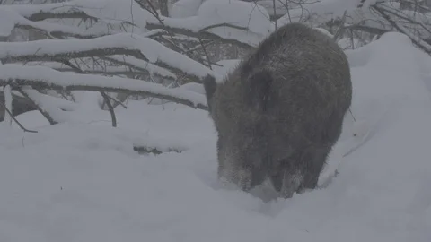 Wild boar (sus scrofa) digs snow in winter forest. Stock-Footage 104405246