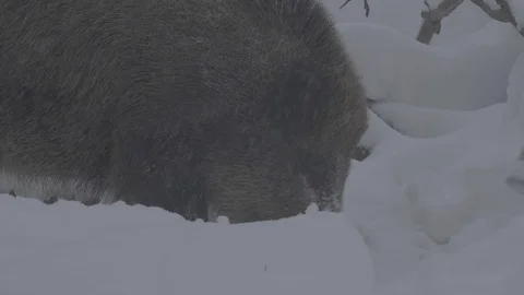 Wild boar (sus scrofa) digs snow. Stock Footage 104405796