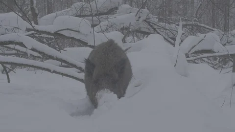 Wild boar (sus scrofa) digs snow. Stock Footage 104704158