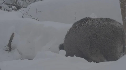 Wild boar (sus scrofa) digs snow in winter forest. Stock-Footage 104775890